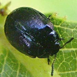 Plagiodera versicolora Plagiodera versicolora
